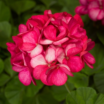 Pelargonium x hortorum 'Violet Picotee' 