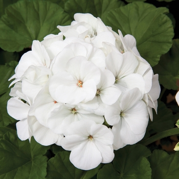 Pelargonium x hortorum 'White' 