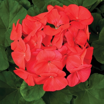 Pelargonium x hortorum Pinto™ Premium 'Coral'