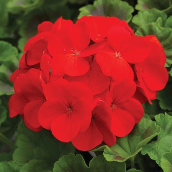 Pelargonium x hortorum Pinto™ Premium 'Deep Red'