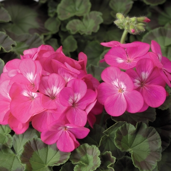 Pelargonium x hortorum 'Deep Rose' 