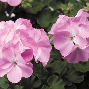 Pelargonium x hortorum Pinto™ Premium 'Lavender'