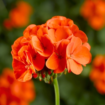 Pelargonium x hortorum 'Orange' 