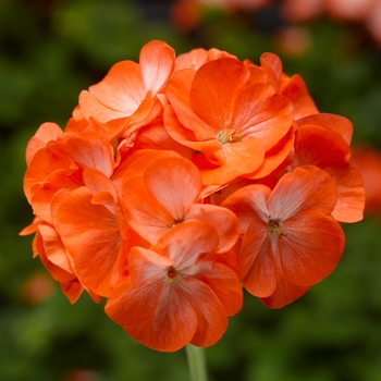 Pelargonium x hortorum Pinto™ Premium 'Orange Bicolor'