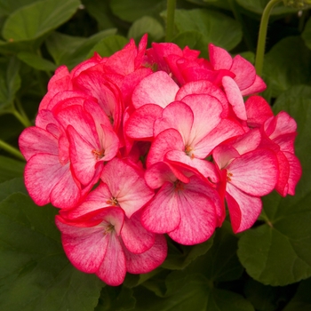 Pelargonium x hortorum Pinto™ Premium 'Rose Bicolor'