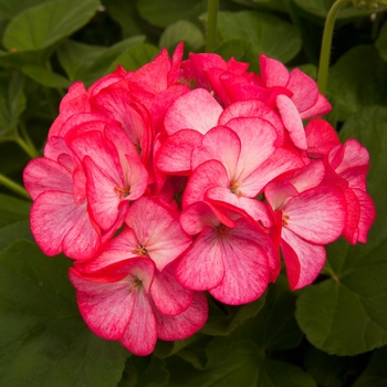 Pelargonium x hortorum 'Rose Bicolor' 