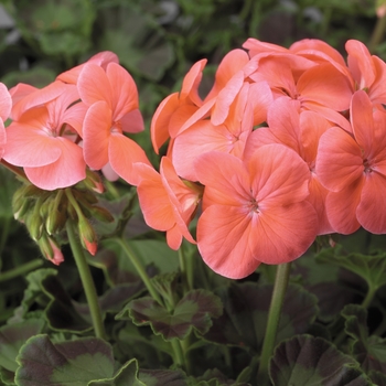 Pelargonium x hortorum 'Salmon' 