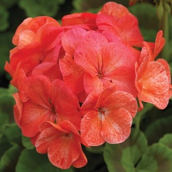 Pelargonium x hortorum 'Salmon Splash' 