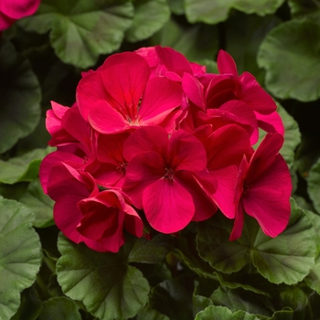 Pelargonium x hortorum 'Violet' 