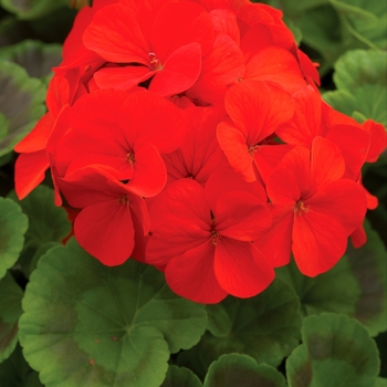 Pelargonium x hortorum Pinto™ Premium 'Deep Scarlet'