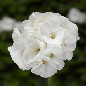 Pelargonium x hortorum Pinto™ Premium White