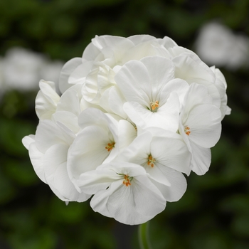 Pelargonium x hortorum