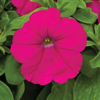 Petunia multiflora 'Carmine' 