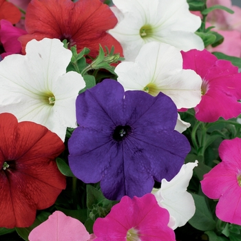 Petunia multiflora 'Mix' 