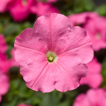 Petunia multiflora 'Pink' 