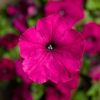 Petunia multiflora 'Purple' 