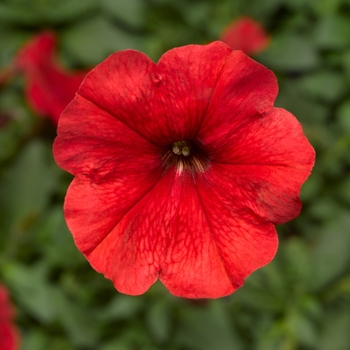 Petunia multiflora 'Red' 