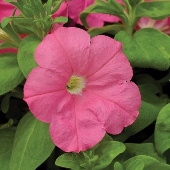 Petunia multiflora 'Rose' 