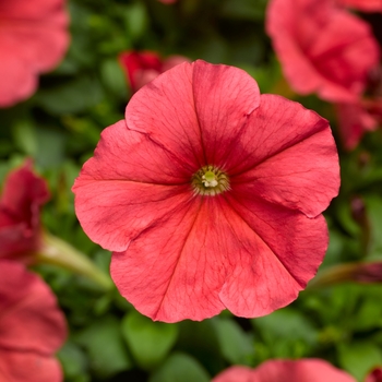 Petunia multiflora 'Salmon' 