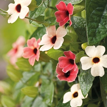 Thunbergia 'African Sunset' 