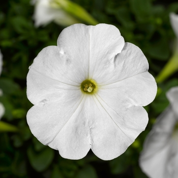 Petunia multiflora 'White' 