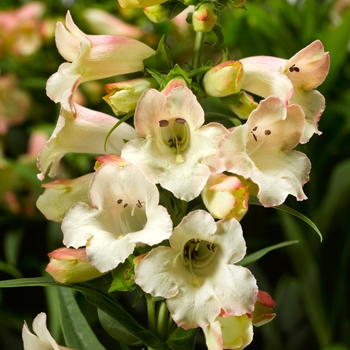 Penstemon hartwegii 'Appleblossom' 