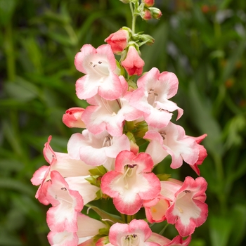 Penstemon hartwegii 'Pink' 