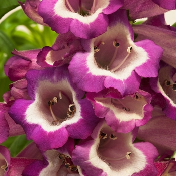 Penstemon hartwegii 'Violet' 