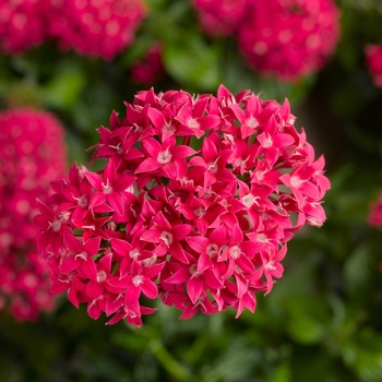 Pentas lanceolata Beebright™ 'Lipstick'