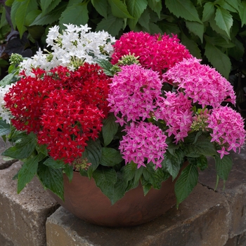 Pentas lanceolata Beebright™ 'Mix'