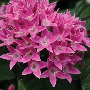 Pentas lanceolata Lucky Star™ 'Pink'