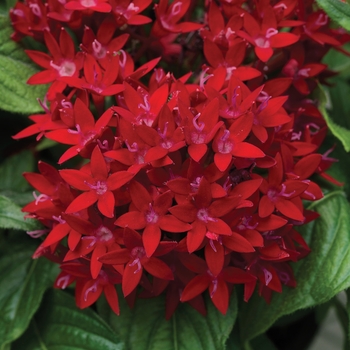 Pentas lanceolata Beebright™ 'Red'