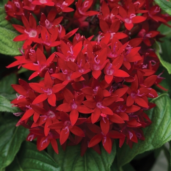 Pentas lanceolata 'Red' 