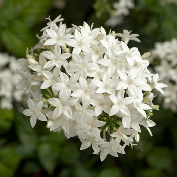 Pentas lanceolata Beebright™ White Improved