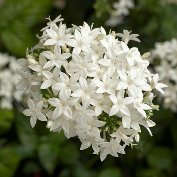 Pentas lanceolata