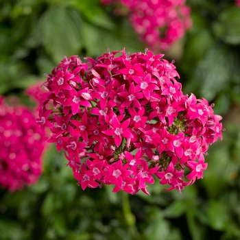 Pentas lanceolata Honeycluster™ 'Deep Rose'