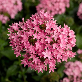 Pentas lanceolata Honeycluster™ 'Pink'