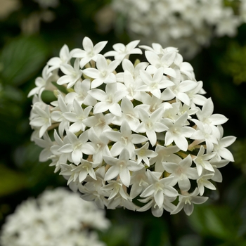 Pentas lanceolata 'White' 