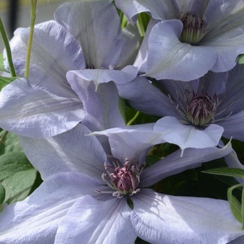 Clematis 'Evipo061' 