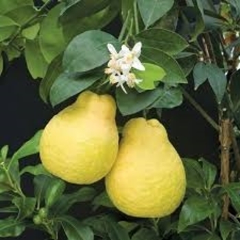 Citrus ujukitsu