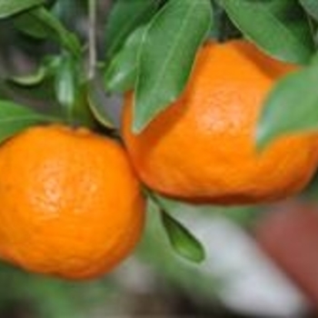 Citrus reticulata 'Ponkan' 