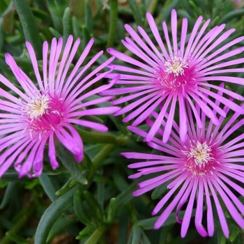 Lampranthus spectabilis