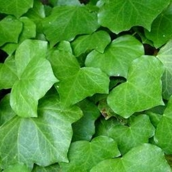 Hedera helix 'Bulgaria' 