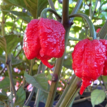 Capsicum annuum 'Carolina Reaper' 