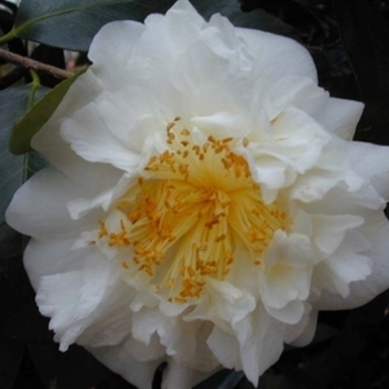 Camellia japonica 'Snow Chan' 