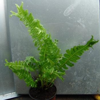 Blechnum brasiliense 'Cristatum' 