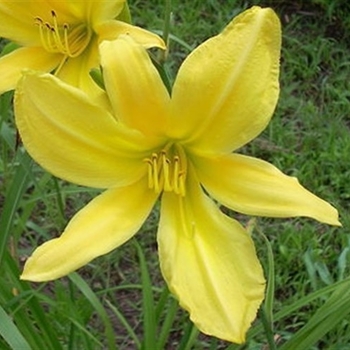 Hemerocallis 'Spider Miracle' 