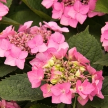 Hydrangea macrophylla 'Outer Banks' 