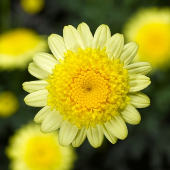 Argyranthemum frutescens 'Double Yellow' 