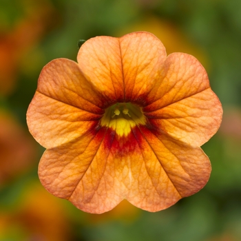 Calibrachoa 'Apricot' PPAF